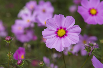 Fototapeta premium Cosmos flower