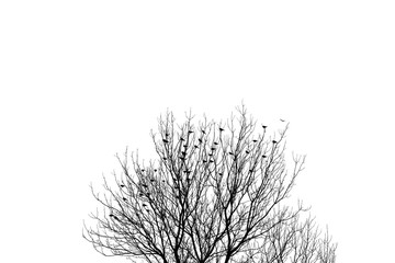 flock of many birds roosting in barren tree