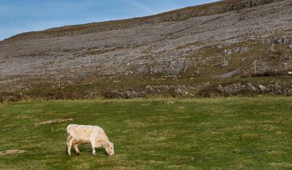 Fototapeta premium Cow grazing in a grass meadow near the rocky burren landscape on the west coast of Ireland