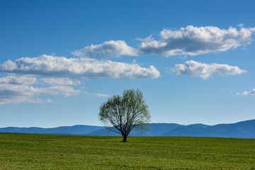 Fototapeta na wymiar Tree in nature landscape with blue sky and cloud. Tree in the field.