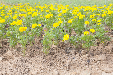 marigold flower.