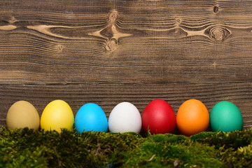 painted easter colorful eggs with green moss on wooden background