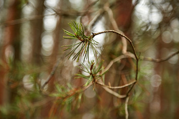 Молодые шишки на сосне © vasilaleksandrov