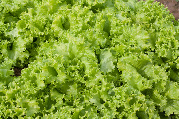 Vegetable plots lettuce. Green leafy vegetables