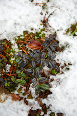 Куст брусники в снегу