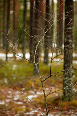 Молодая берёза в сосновом лесу