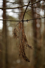 сухая ветка сосны © vasilaleksandrov