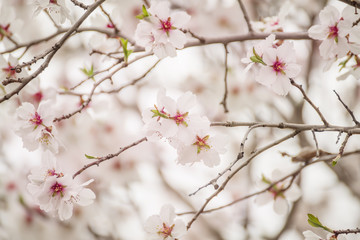 Flowering almonds in spring. Gentle beautiful flowers on the branches. Light, gentle photo, very...