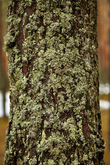 Ствол сосны в лесу