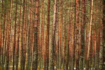 Сосновый лес весной © vasilaleksandrov