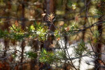 Сосновая лапа в лучах солнца © vasilaleksandrov