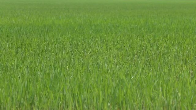 young green rice field wave by wind with sound