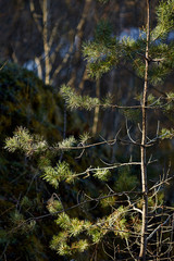 Молодая сосна в лесу © vasilaleksandrov