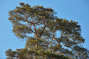 Верхушка развесистой сосны на фоне неба © vasilaleksandrov