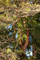 Старая сосна в солнечном свете © vasilaleksandrov