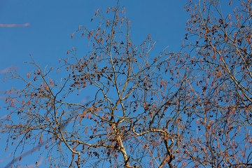 Макушка дерева на фоне синего неба