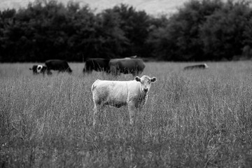 Fototapeta premium White Cow