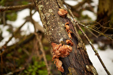 Прошлогодние опята на стволе дерева © vasilaleksandrov