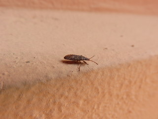 Pyrrhocoris