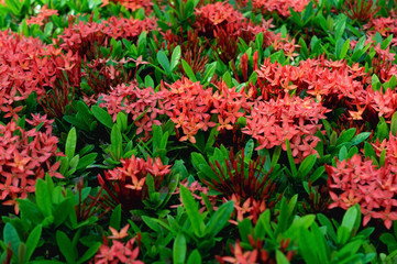 Fototapeta na wymiar Blooming red Ixora flowers, red flowers background