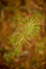 Молодая сосна в лесу