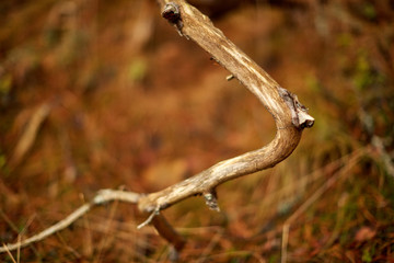 Сухая коряга в лесу