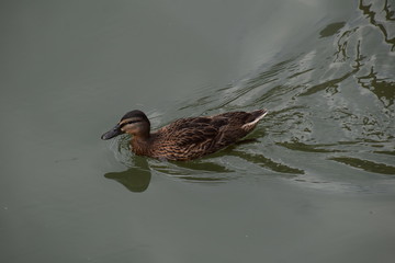 Canard