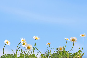 Obraz na płótnie Canvas a row of daisies in front of blue sky