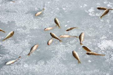 Мелкая рыба на льду озера