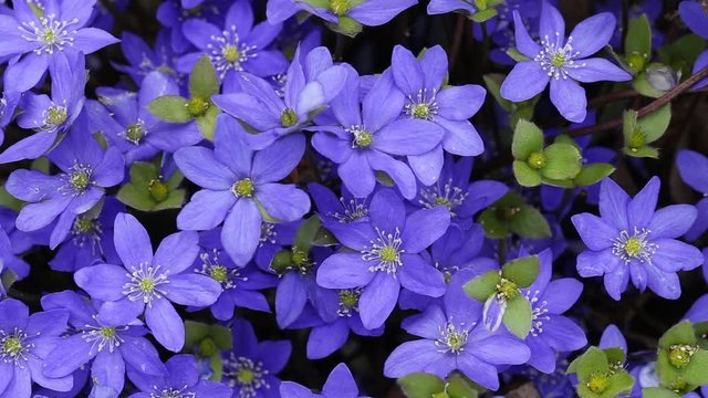 Firsts spring flowers hepatica blooming in forest and a honey bee