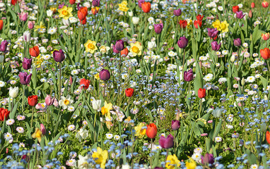 Spring flowers, Tineretului Park, Bucharest, Romania © douglasmack
