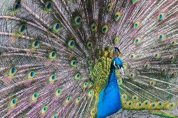 Naklejka premium Peacock blue (or Indian)