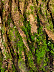 Moss Growing on Tree Bark
