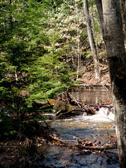 River in Bear Brook State Park New Hampshire