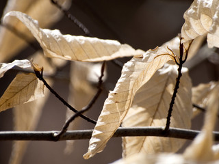 Dry Leaves on Branch in Sunlight