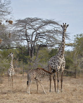Masai giraffe (Giraffa camelopardalis tippelskirchi) nursing, Selous Game Reserve, Tanzania
