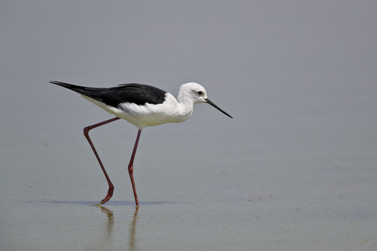 Black-winged stilt (Himantopus himantopus), Selous Game Reserve, Tanzania