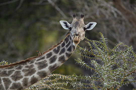 Masai giraffe (Giraffa camelopardalis tippelskirchi) with a red-billed oxpecker (Buphagus erythrorhynchus), Selous Game Reserve, Tanzania