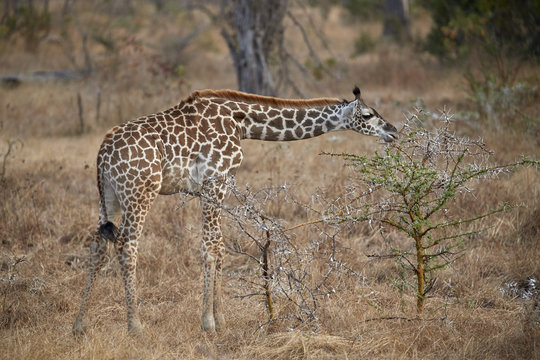 Young Masai giraffe (Giraffa camelopardalis tippelskirchi) feeding, Selous Game Reserve, Tanzania