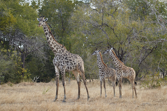 Masai giraffe (Giraffa camelopardalis tippelskirchi), adult and two juveniles, Selous Game Reserve, Tanzania