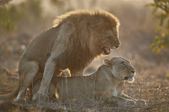 Lion (Panthera leo) pair mating, Kruger National Park