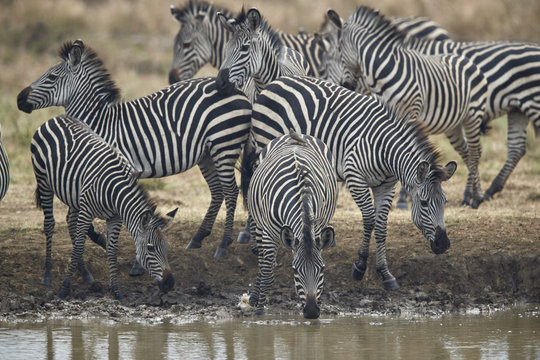 Group of common zebra (plains zebra) (Burchell's zebra) (Equus burchelli) drinking, Mikumi National Park, Tanzania