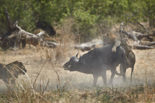 Two male lion (Panthera leo) attacking a Cape Buffalo (African Buffalo) (Syncerus caffer), Ruaha National Park, Tanzania