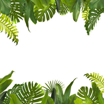 Fototapeta Tropical Jungle Leaves Background