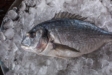Seafood cooking preparation. Top view of dorado on ice.