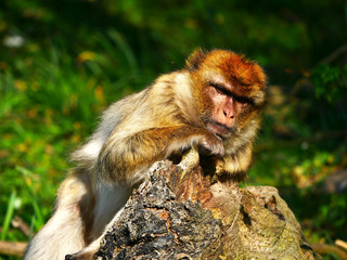 Macaque de Barbarie