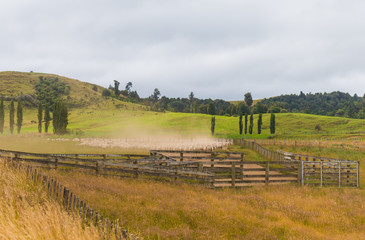 Flock of sheep grazing in a meadow
