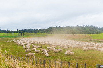 Flock of sheep grazing in a meadow
