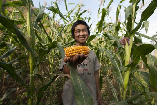 A boy holds up a cob of corn, among the corn plants in Mongar District, Bhutan