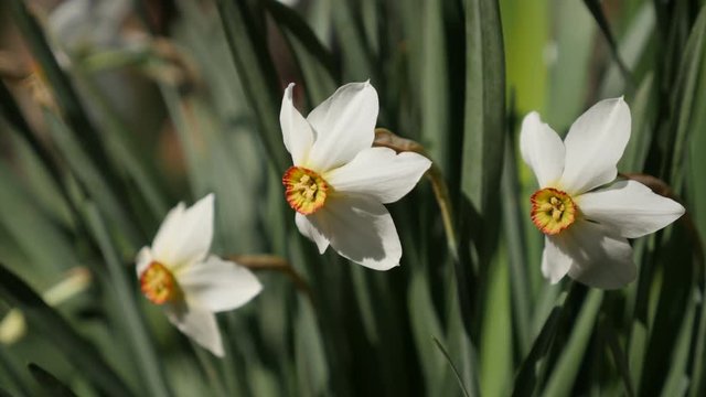 Natural background with early daffodil plant and green vegetation 4K 2160p 30fps UltraHD footage - Close-up of Narcissus poeticus beautiful spring garden flower 3840X2160 UHD video 